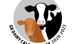 GB Dairy Calf Strategy – Farmer Forum